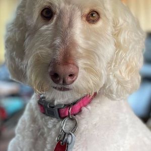 Meet your Posher, Larry